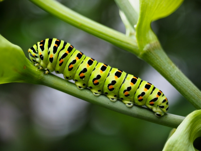 イモ虫くんを助けてあげました 蝶のスピリチュアルな意味とは 変容 成長 サイン 天職実現マスターマインドコーチ育成講座